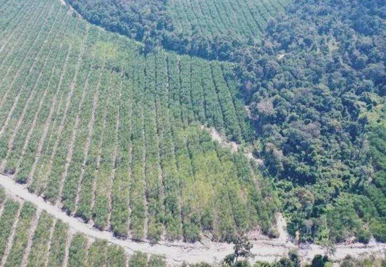 Ujian Integritas FSC: Membaca Ulang Rekam Jejak PT Industrial Forest Plantation Dalam Rantai Pasok APRIL Group