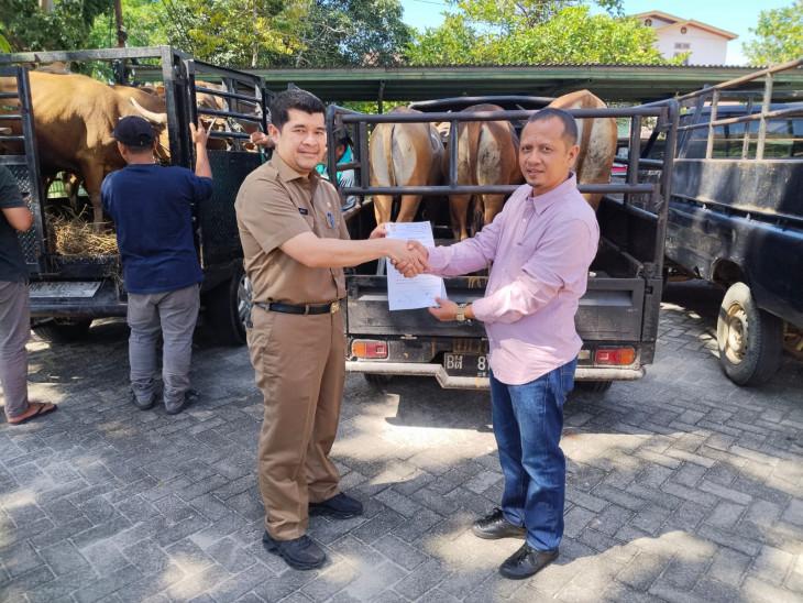 57 Hewan Kurban Siap Disembelih di Islamic Center Bangkinang pada Iduladha Nanti
