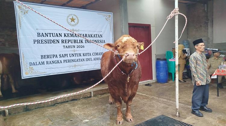 Begini Respon MUI Soal Kurban Sapi Presiden Prabowo Dibeli Pakai APBN Rp 100 Miliar
