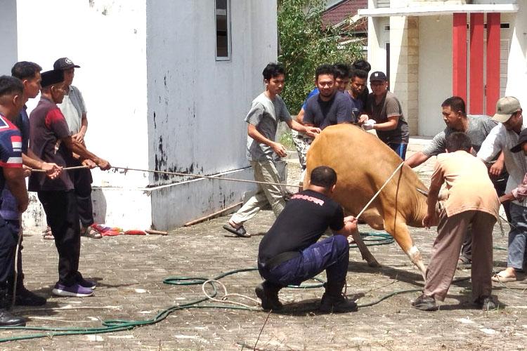 Sapi Kabur Bikin Heboh Rumbai, Damkar Pekanbaru Sampai Terjunkan 10 Personel