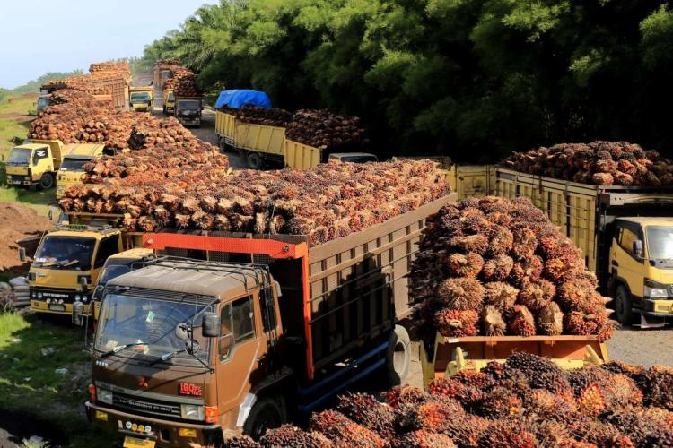 Wamentan Murka! Izin PKS Terancam Dicabut Usai Harga Sawit Petani Anjlok