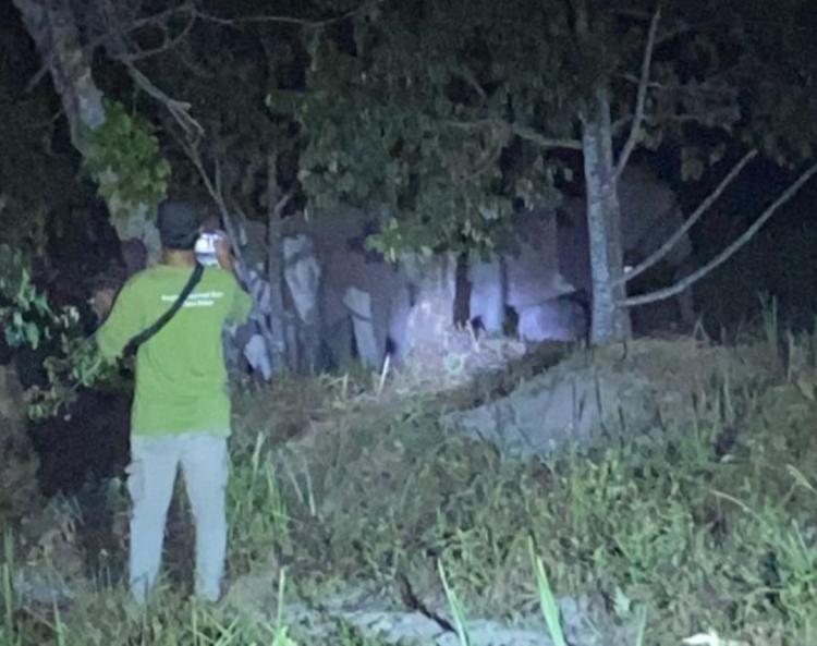 Warga Muara Fajar Dikejutkan Kedatangan 12 Gajah Liar, Ini yang Terjadi