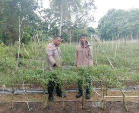 Ketahanan Pangan Jadi Fokus, Polsek Tebing Tinggi Barat Aktif Bina Petani Desa Mekong