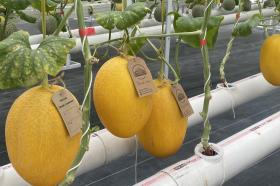 Sulit Ditemukan di Pasar Tradisional, Ini Karakteristik 4 Melon Eksklusif di Pekanbaru