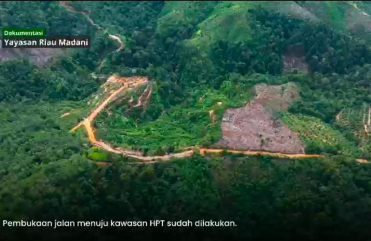 Investigasi Yayasan Riau Madani Ungkap Pembukaan Akses Jalan dan Kebun Sawit di HPT Kaiti Kubu Pauh: Otoritas Terkait Harus Bertindak! 