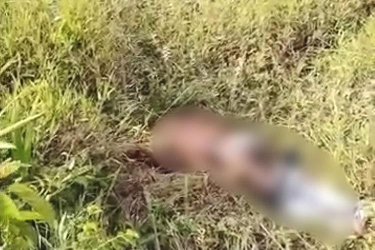 Mayat Mr X Bersimbah Luka dan Setengah Bugil di Kebun Sawit Hebohkan Warga Pucuk Rantau 