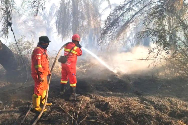 Seminggu Terbakar, 20 Hektare Sawit Hangus! Api Masih Bertahan di Kandis