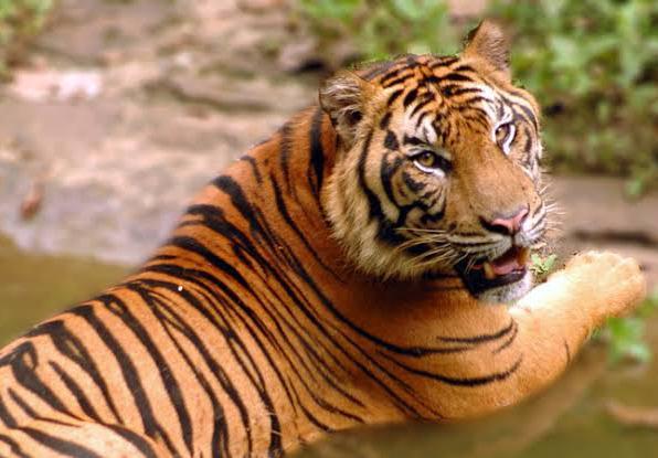 Mengerikan! Harimau, Trenggiling hingga Soala Terancam Hilang Selamanya dari Bumi Asia