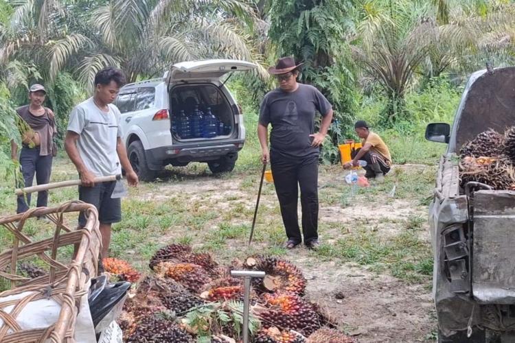 Harga TBS Petani Mitra Swadaya Riau Tembus Rp3.674 per Kg, Kebun Tua Ikut Panen Cuan