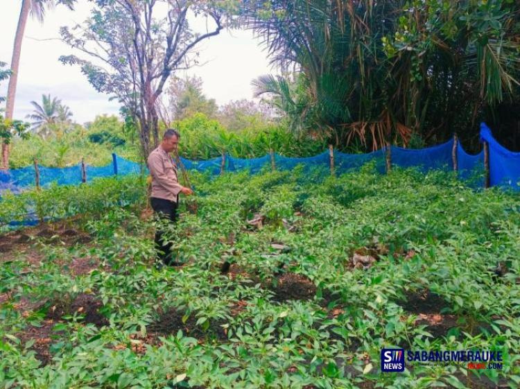 Tak Hanya Jaga Kamtibmas, Polsek Tebing Tinggi Barat Turun Langsung Bina Petani Cabai