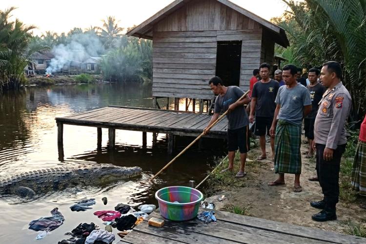 Wanita Diterkam Buaya di Sungai Metas, Senja Penuh Duka di Kampung Penyengat