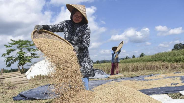 Stok Tembus Jutaan Ton, Indonesia Masuk Empat Besar Produsen Beras Dunia