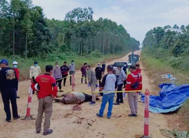 Koridor Satwa Menjadi Lorong Maut Kematian Tapir di Konsesi RAPP, Menguji Ketegasan FSC