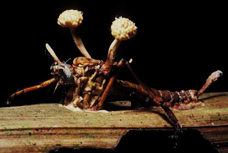 Heboh! Parasit Jamur Zombi Pembunuh Ditemukan di Kalimantan, Ilmuwan Ungkap Fakta Mengejutkan