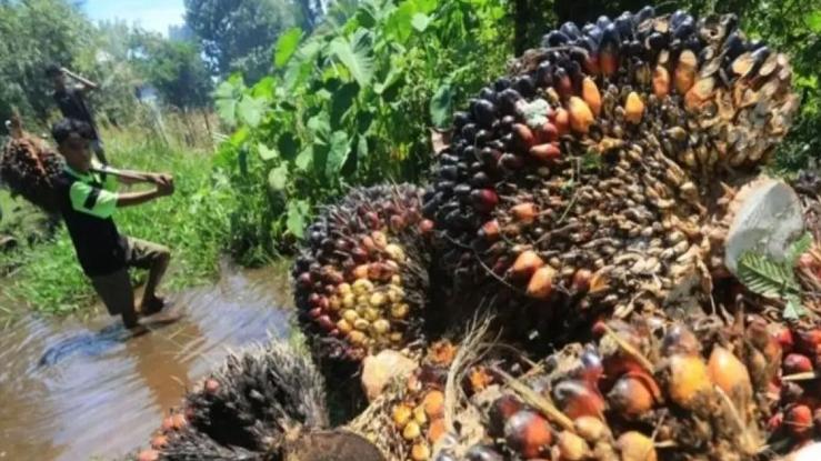Harga Sawit Swadaya Riau Menanjak, TBS Umur 9 Tahun Naik Sedikit 