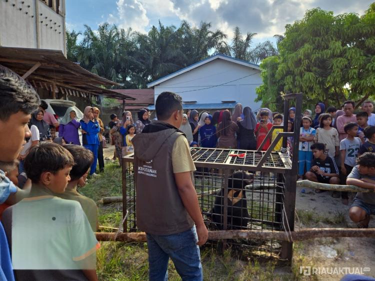 Tiga Pekan Menunggu, Beruang Madu yang Resahkan Warga Kerumutan Akhirnya Dievakuasi