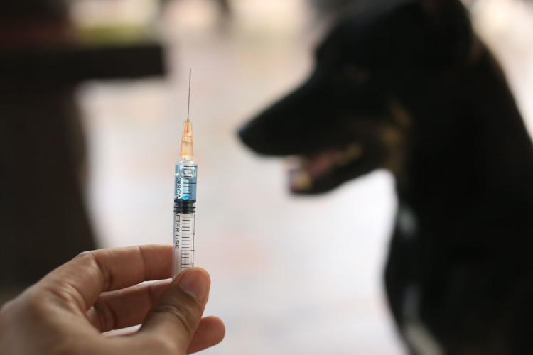 Dinas PKH Riau Gelar Bulan Vaksinasi Rabies 2026, Ada Vaksin Gratis untuk Hewan Peliharaan
