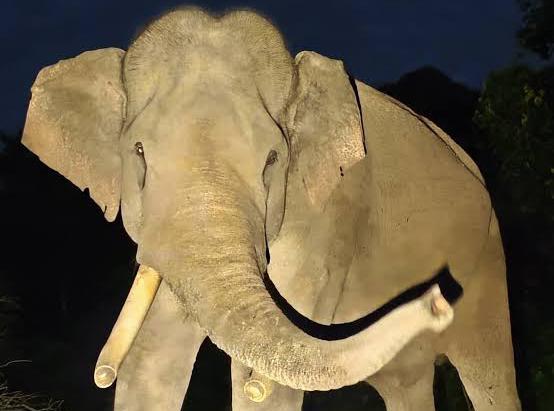 Gajah Indro Mati, Balai TN Tesso Nilo Ungkap Kronologinya