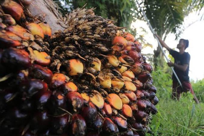 Harga TBS Sawit Plasma Riau Naik Menjadi Rp3.831,76 per Kilogram