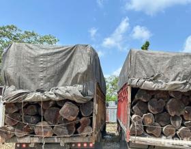 260 Batang Kayu Ilegal Meluncur ke Pekanbaru, Polisi Hadang di Tengah Jalan!