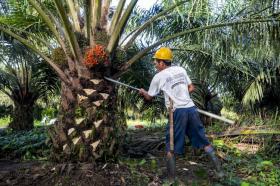 Harga TBS Sawit Petani Plasma Rp3.768,52 per Kg, Turun Rp64!