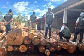 Mafia Kayu Panik! Ratusan Log Ilegal Diamankan Satgas Kemenhut Saat Fajar Menyingsing