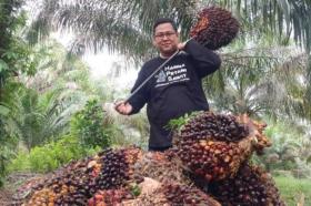 Petani Senyum Lebar! Lonjakan Harga CPO Bikin Pasar Sawit Memanas
