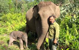 Gak Disangka! Subuh-subuh Mahout Tesso Nilo Kaget Temukan Bayi Gajah di Samping Ria