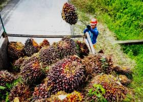 Ini Daftar 22 PKS di Riau yang Dilaporkan Mentan ke Kapolri Diduga Mainkan Harga TBS Kelapa Sawit