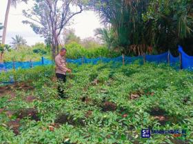 Tak Hanya Jaga Kamtibmas, Polsek Tebing Tinggi Barat Turun Langsung Bina Petani Cabai