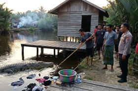 Wanita Diterkam Buaya di Sungai Metas, Senja Penuh Duka di Kampung Penyengat