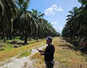PT Panca Surya Agrindo Digugat Pemerintah Desa Suka Maju ke PN Pasir Pangaraian, Diduga Kuasai Lahan Transmigrasi 990 Hektare Jadi Kebun Kelapa Sawit