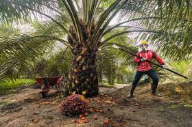 Harga Sawit Kembali Menguat, Petani Plasma Riau Nikmati Kenaikan Pendapatan