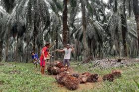 Harga TBS Sawit Mitra Swadaya Riau Naik, Petani Dapat Angin Segar