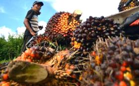 Disnakbun Rohul Temukan 10 PKS Tak Konsisten Kirim Laporan Harga TBS 