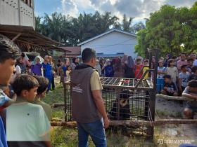 Tiga Pekan Menunggu, Beruang Madu yang Resahkan Warga Kerumutan Akhirnya Dievakuasi