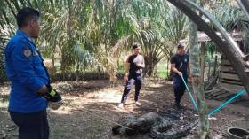 Warga Panik, Ular Sanca Raksasa Masuk Kandang dan Santap Induk Kambing