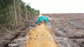 PT Mayawana dan IFP Jadi Pemasok Kayu, FSC Perpanjang Penangguhan Terhadap APRIL Group