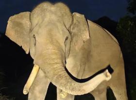 Gajah Indro Mati, Balai TN Tesso Nilo Ungkap Kronologinya