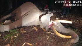 Indro Tumbang! Gajah Legendaris Penjaga Tesso Nilo Mati Setelah 22 Tahun Hadapi Konflik