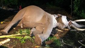 Balai TN Tesso Nilo Jelaskan Kronologi Kematian Gajah Flying Squad Indro