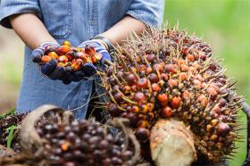 Harga TBS Sawit Swadaya Riau Naik Menjadi Rp3.781,37 per Kilogram