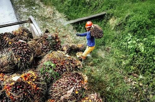Harga Sawit Sumut Melejit, Petani Senyum! TBS Kini Tembus Rp3.881 per Kg