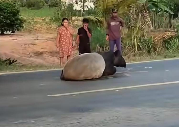 Kasus Tapir Mesuji Berujung Pidana Berat, BKSDA Soroti Minimnya Kesadaran Masyarakat Soal Satwa Dilindung