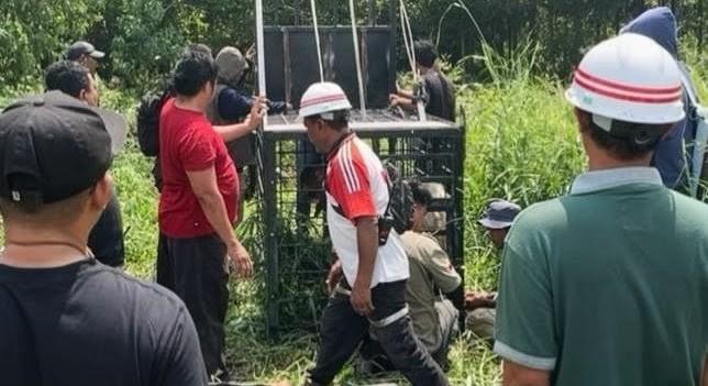 Dua Korban dalam Hitungan Hari, Apakah Harimau Sama yang Mengamuk di Pelalawan?