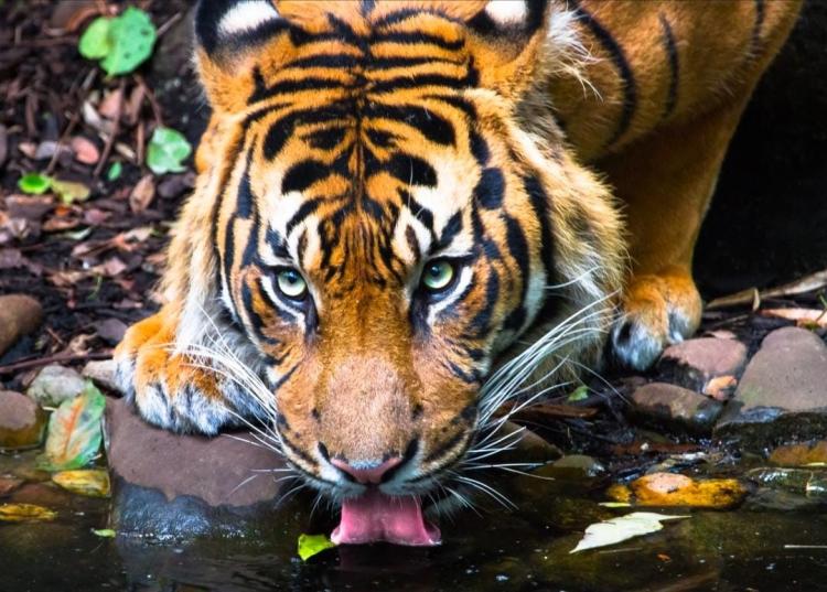 2 Orang Tewas Dimangsa di Konsesi PT Madukoro Lestari, Mengapa Kementerian Kehutanan Gegabah Terbitkan Izin HTI di Sarang Harimau? 