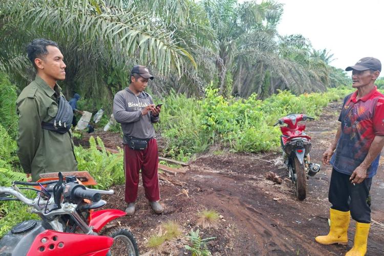 Harimau Sumatera Tiba-Tiba Lompat ke Atas Motor Pekerja Sawit di Mengkapan Siak