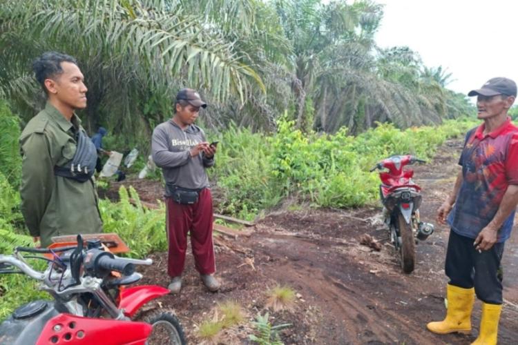 Petani Sawit di Riau Selamat Dari Terkaman Harimau Sumatera