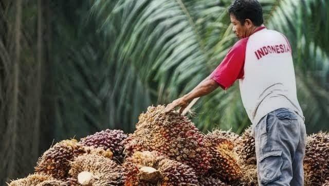 CPO dan Kernel Meroket, Harga Sawit Petani Mitra Plasma Ikut Terbang