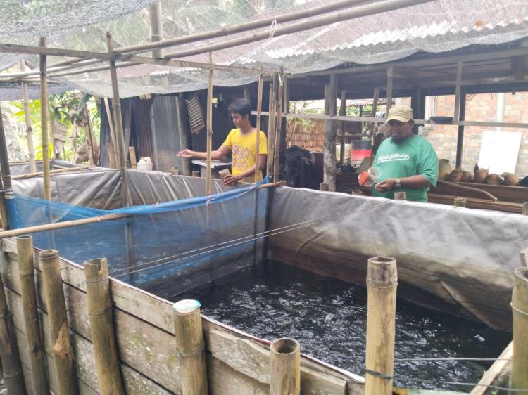 Berawal dari Satu Kolam Kini Muhammad Fadil Miliki 10 Kolam, Usaha Budidaya Ikan Lele di Kepulauan Meranti Makin Menjanjikan